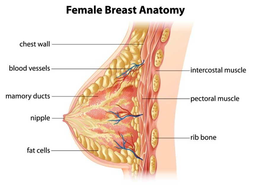 Female breast anatomy